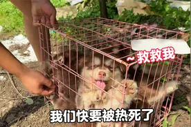 太气愤了，一窝阿拉斯加犬因残疾被遗弃，烈日下暴晒热的嗷嗷直叫视频封面