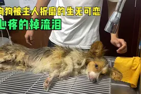 夫妻不和拿狗撒气，狗狗疼的在地上不断抽搐，看的直流泪视频封面