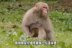 公猕猴和母猕猴是如何求偶与繁殖？独特的交配奥秘，看完后明白了