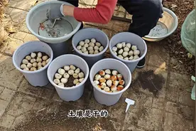 6盆重瓣郁金香，一盆种20个，开花绝对壮观视频封面