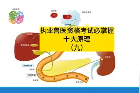 执业兽医资格考试之必须掌握的基本原理，胆红素的前世今生视频封面