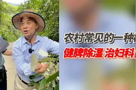 农村常见的一种树叶，健脾除湿 治白带！