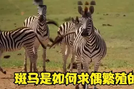 斑马是如何求偶繁殖的，你知道斑马繁衍的秘密吗？看完明白了视频封面