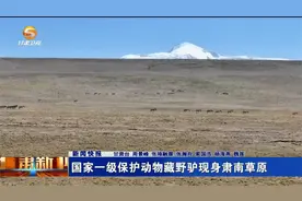 国家一级保护动物藏野驴现身肃南草原视频封面