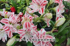 朱顶红切叶，切口变红很正常，掌握几个要点，春季就爆花视频封面