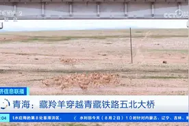 青海：藏羚羊穿越青藏铁路五北大桥视频封面