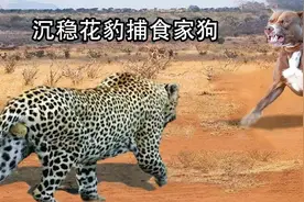 花豹捕食家狗，巨大恐惧让家狗的叫声变得扭曲，狗尾巴夹在屁股里视频封面