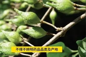 中医中药精讲 连翘视频封面