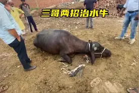三哥只需要两招，就能把一头水牛给治好了#神奇动物在抖音