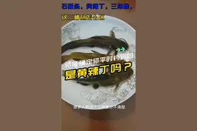 你平时钓到的根本不是是黄辣丁。石板条，黄辣丁，三角峰的区别
