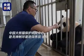 “福宝”与公众见面前 “奶爸”碎碎念叮嘱视频封面