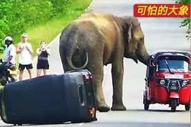没事不要去招惹大象，一旦把它激怒，后果很严重视频封面