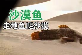 在沙漠爬行的鱼，能自己找到水视频封面