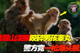 绝了！峨眉山泼猴竟把“男孩睾丸”当核桃咬碎，警方一枪爆头猴王视频封面