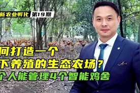 如何打造一个林下养鸡的生态农场？实现种养结合的智能养殖模式视频封面
