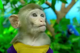 猴哥的大眼睛糖果真好吃视频封面