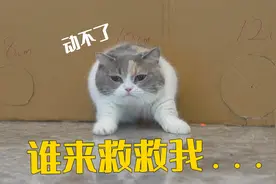 说好的猫的头能过，身体就能过去呢？视频封面