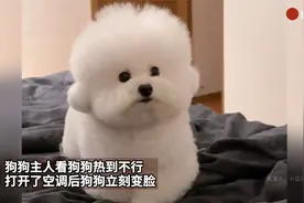 狗狗主人看狗狗热到不行 打开了空调后狗狗立刻变脸