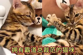 一只很拽且还拥有霸道总裁范的猫咪，气质这块也是拿捏的死死的视频封面
