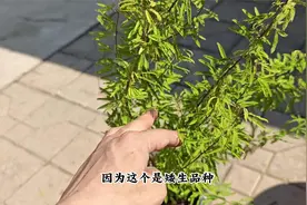 一款“开花树”，花园盆栽都可以，开花有香味，还能开多季视频封面