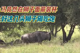 角马跑到狮子面前装杯，好在狮子已经吃饱了。视频封面