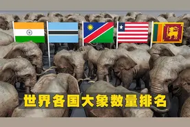 2023年，世界各国大象数量排名视频封面