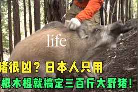 野猪很凶？日本人只用一根木棍就搞定三百斤大野猪！视频封面