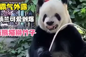 盘点熊猫掰竹子，萌二霸气外露，花花萌兰可爱到你了吗