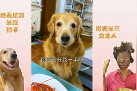 为了一只龙虾，狗子和女主人打起来了！视频封面
