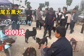 真正的广西品种，剑尾五黑犬，老板：繁殖不易5000一条