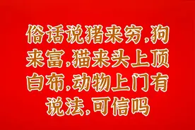 俗话说猪来穷，狗来富，猫来头上顶白布，动物上门有说法，可信吗视频封面