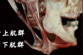 运动舌骨和下颌骨的肌肉视频封面