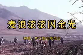 一首《麦浪滚滚闪金光》，旋律优美，唱出了农民丰收后的喜悦之情视频封面