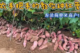 老农手把手地教你种红薯，方法简单又高产，3个月就能采收！视频封面