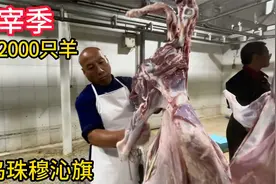 内蒙古屠宰季，东乌珠穆沁旗屠宰场每天宰2000只羊，看这羊怎么样视频封面