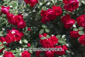 空出一面墙，种棵爬藤月季花，佛罗伦蒂娜是首选视频封面