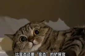 全网混的最惨的狸花猫，遇到了现实版的石矶娘娘视频封面