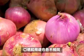 洋葱种植攻略：几月份种，种什么品种，怎么种，还有种植小技巧！视频封面
