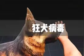 一个视频带你了解狂犬病毒视频封面