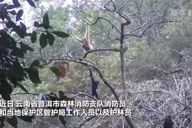 云南普洱：消防员林区巡护偶遇长臂猿家庭吃“团圆大餐”视频封面