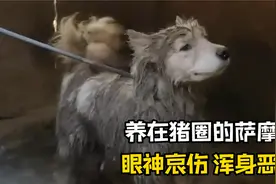 主人将萨摩耶和猪关在一起养，结果被人发现时，狗狗已经面目全非视频封面