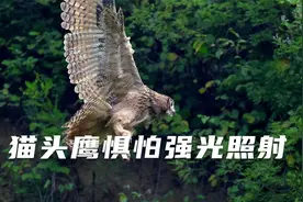 猫头鹰眼部结构特殊，惧怕强光照射，科学无害的角度观察鸟类视频封面