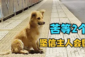 狗狗在大桥等待2个月坚信主人回来接它，男子带回家后2天不吃不喝视频封面