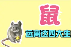 生肖鼠財運事业婚姻要远离这四大生肖视频封面