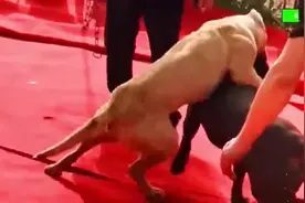 这就是比特犬精神，即使筋疲力竭也要血战到底，值得敬佩视频封面