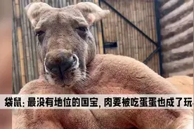 袋鼠：最没有地位的国宝，不仅肉要被吃，就连蛋蛋也成了玩具
