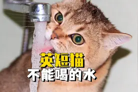 英短猫喝了会“狗带”的水，一定要收好！视频封面