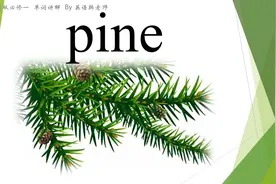 每天一个英文单词 pine视频封面
