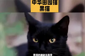 中华田园猫之黑猫