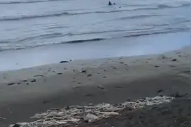 核污水排海后日本人在海里游泳 当地华侨：海水颜色明显变深了视频封面